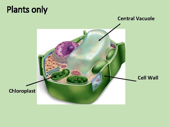 Plants only Central Vacuole Cell Wall Chloroplast Plants only Central Vacuole Cell Wall Chloroplast