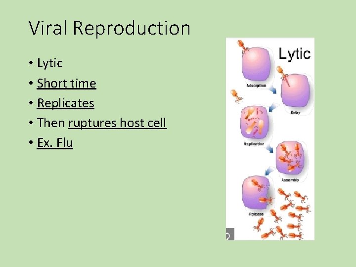 Viral Reproduction • Lytic • Short time • Replicates • Then ruptures host cell Viral Reproduction • Lytic • Short time • Replicates • Then ruptures host cell