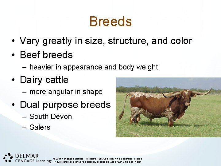 Chapter 18 Beef and Dairy Cattle Breed Identification