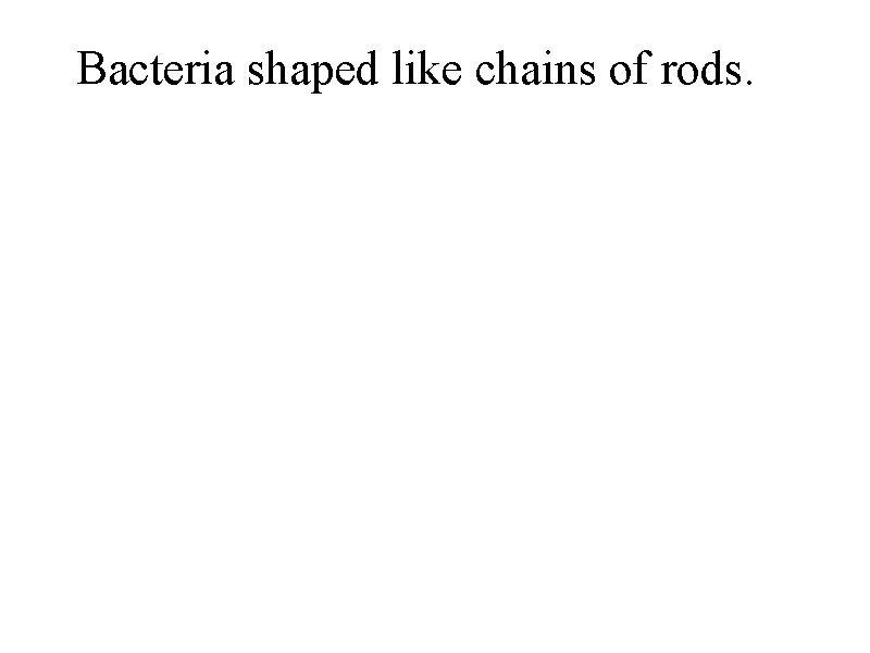 Bacteria shaped like chains of rods. 