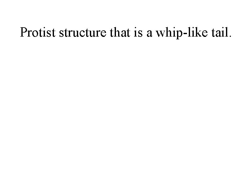 Protist structure that is a whip-like tail. 