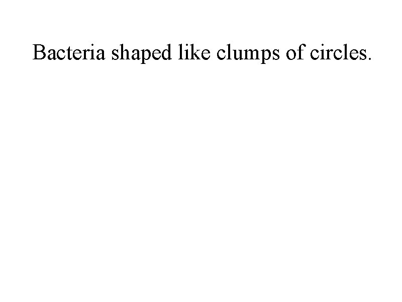 Bacteria shaped like clumps of circles. 