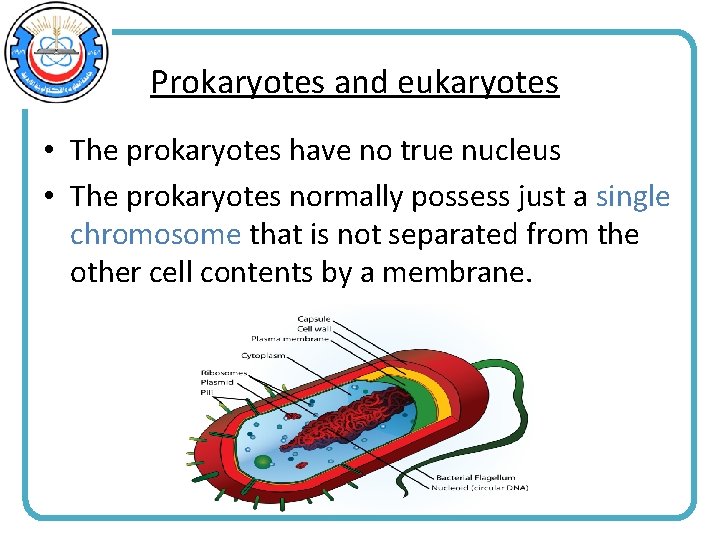 Prokaryotes and eukaryotes • The prokaryotes have no true nucleus • The prokaryotes normally