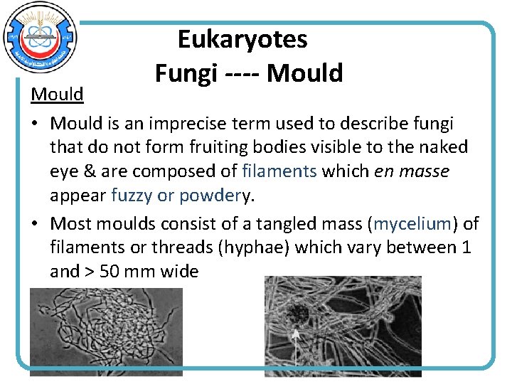 Eukaryotes Fungi ---- Mould • Mould is an imprecise term used to describe fungi