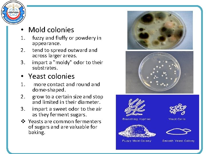  • Mold colonies 1. 2. 3. fuzzy and fluffy or powdery in appearance.