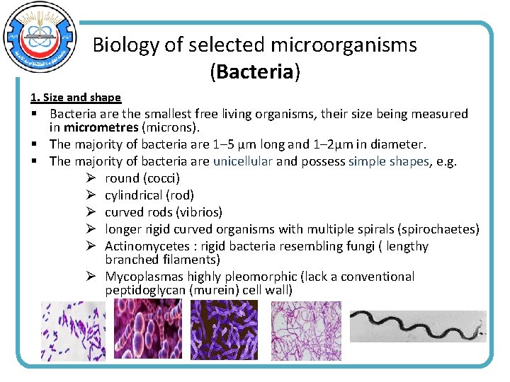 Biology of selected microorganisms (Bacteria) 1. Size and shape § Bacteria are the smallest