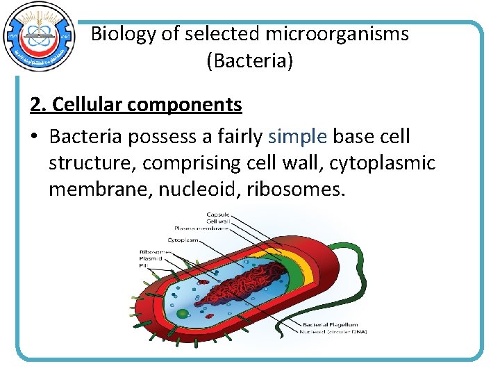 Biology of selected microorganisms (Bacteria) 2. Cellular components • Bacteria possess a fairly simple