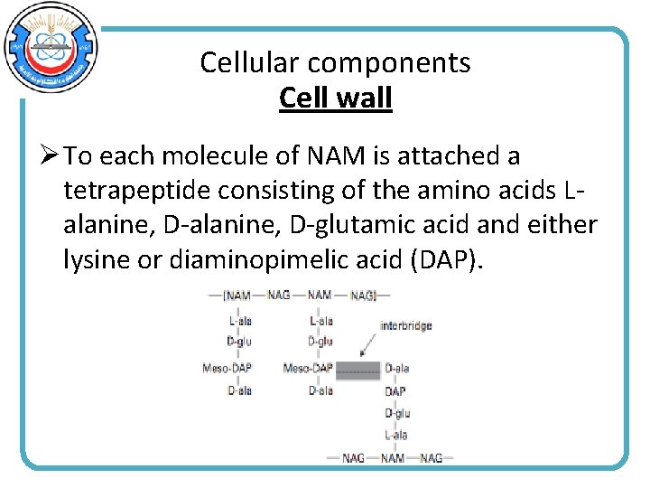 Cellular components Cell wall Ø To each molecule of NAM is attached a tetrapeptide