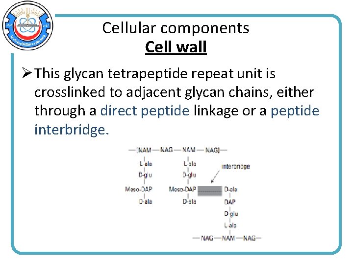 Cellular components Cell wall Ø This glycan tetrapeptide repeat unit is crosslinked to adjacent