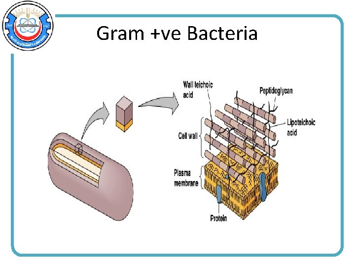 Gram +ve Bacteria 
