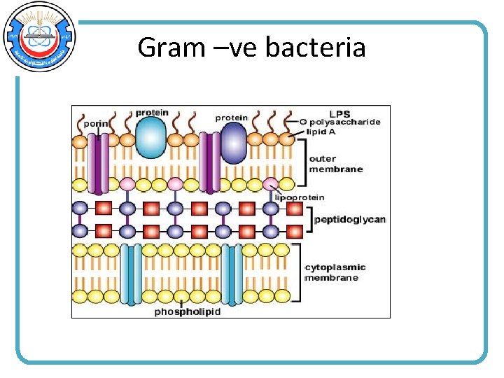 Gram –ve bacteria 