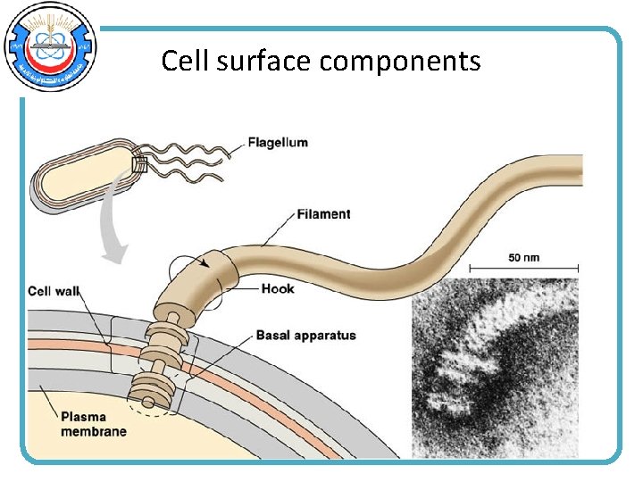 Cell surface components 