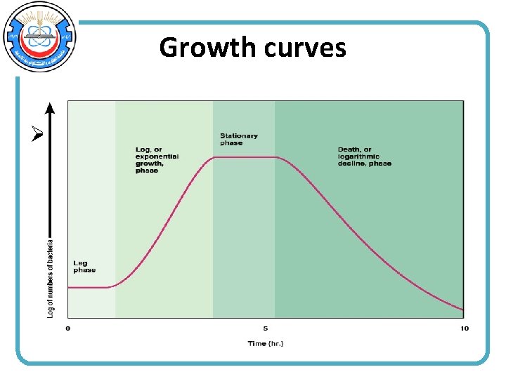 Growth curves Ø When a sample of living bacteria is inoculated into a medium
