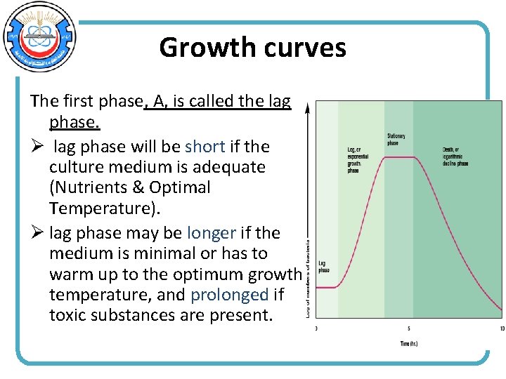 Growth curves The first phase, A, is called the lag phase. Ø lag phase