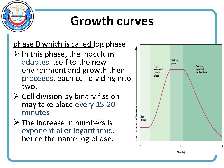 Growth curves phase B which is called log phase Ø In this phase, the