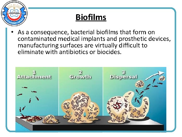 Biofilms • As a consequence, bacterial biofilms that form on contaminated medical implants and