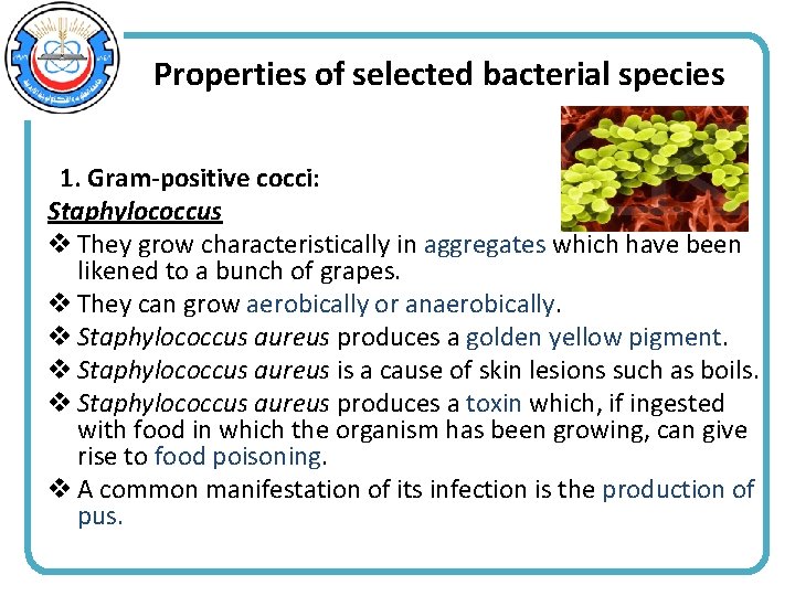 Properties of selected bacterial species 1. Gram-positive cocci: Staphylococcus v They grow characteristically in
