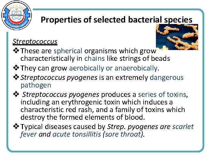 Properties of selected bacterial species Streptococcus v These are spherical organisms which grow characteristically