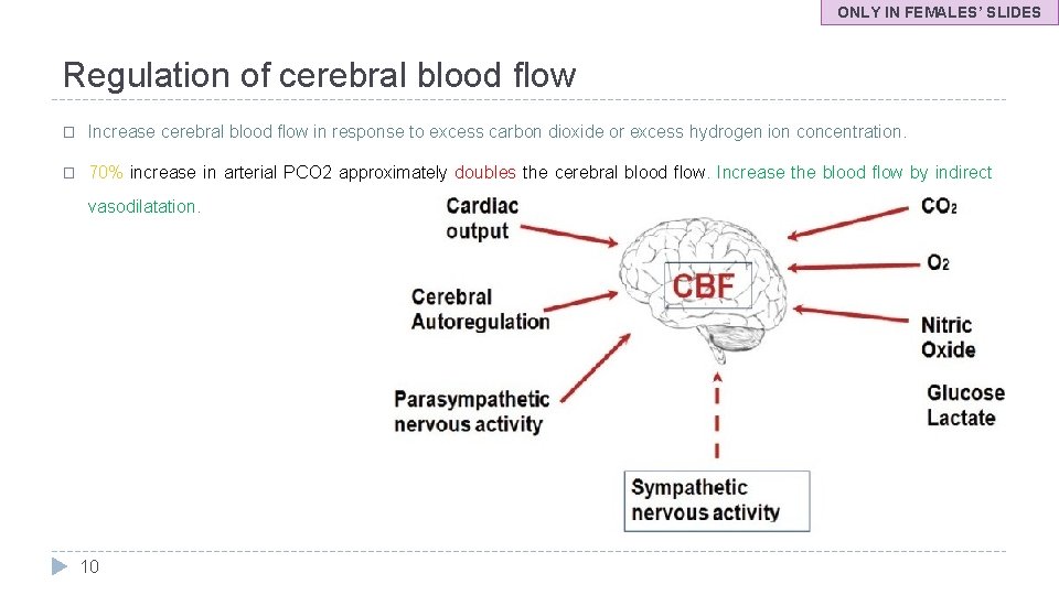 ONLY IN FEMALES’ SLIDES Regulation of cerebral blood flow � Increase cerebral blood flow