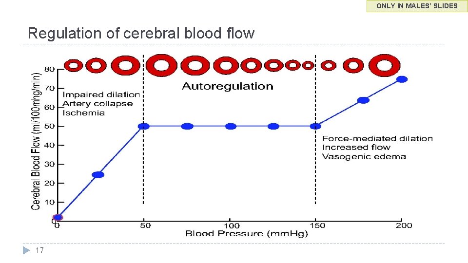ONLY IN MALES’ SLIDES Regulation of cerebral blood flow 17 
