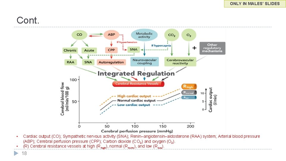 ONLY IN MALES’ SLIDES Cont. • • Cardiac output (CO); Sympathetic nervous activity (SNA);