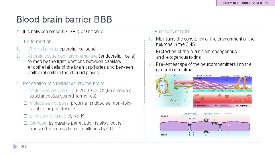 ONLY IN FEMALES’ SLIDES Blood brain barrier BBB � It is between blood &
