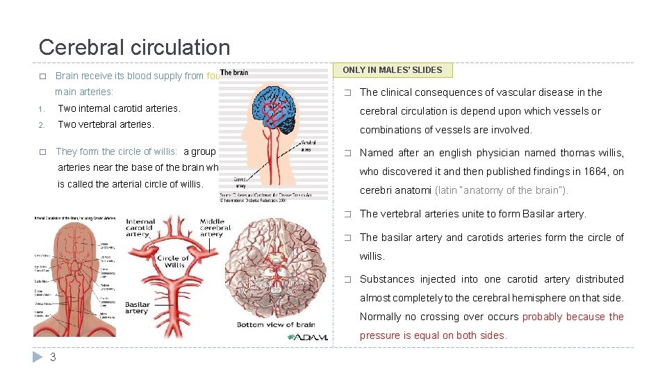 Cerebral circulation � Brain receive its blood supply from four main arteries: ONLY IN
