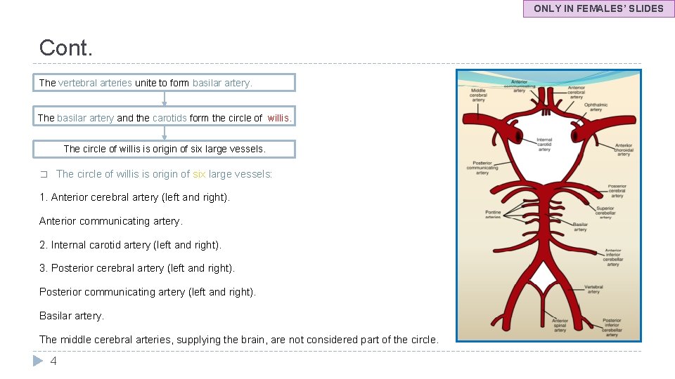 ONLY IN FEMALES’ SLIDES Cont. The vertebral arteries unite to form basilar artery. The