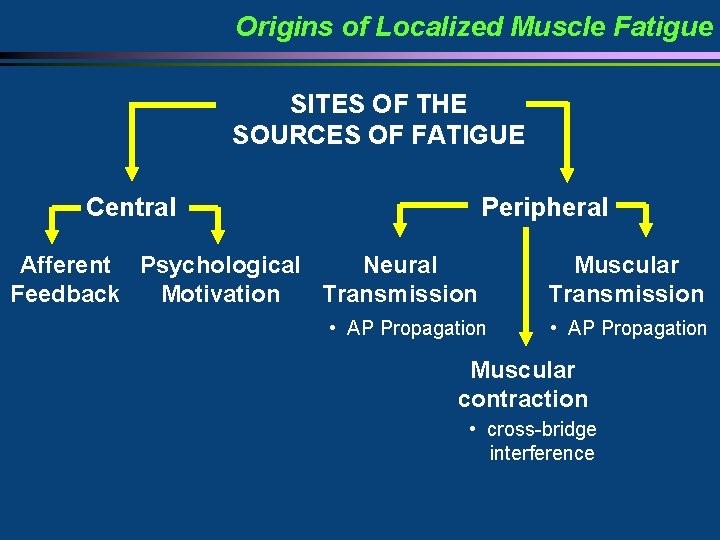 Origins of Localized Muscle Fatigue SITES OF THE SOURCES OF FATIGUE Central Peripheral Afferent