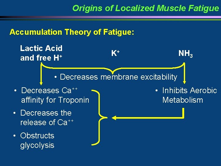 Origins of Localized Muscle Fatigue Accumulation Theory of Fatigue: Lactic Acid and free H+