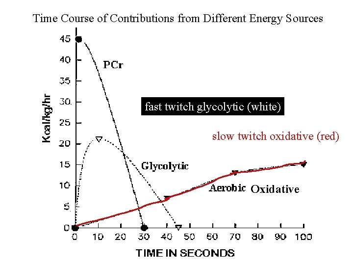 Time Course of Contributions from Different Energy Sources fast twitch glycolytic (white) slow twitch