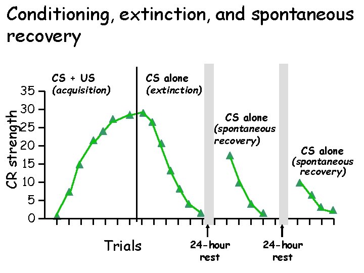 Conditioning, extinction, and spontaneous recovery CS alone (extinction) CS alone (spontaneous recovery) CR strength