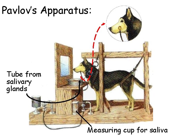 Pavlov’s Apparatus: Tube from salivary glands Measuring cup for saliva 