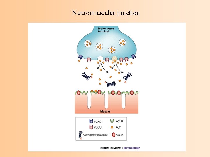 Neuromuscular junction 