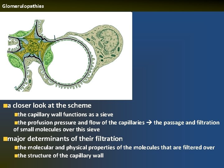 Glomerulopathies a closer look at the scheme the capillary wall functions as a sieve