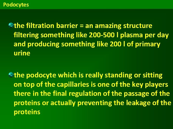Podocytes the filtration barrier = an amazing structure filtering something like 200 -500 l