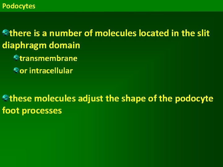 Podocytes there is a number of molecules located in the slit diaphragm domain transmembrane