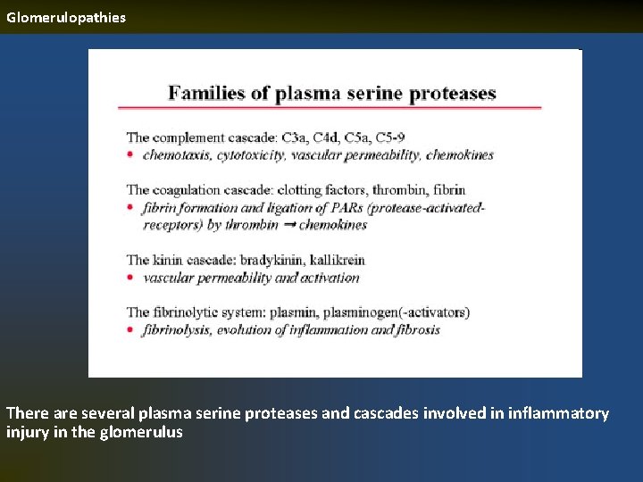 Glomerulopathies There are several plasma serine proteases and cascades involved in inflammatory injury in