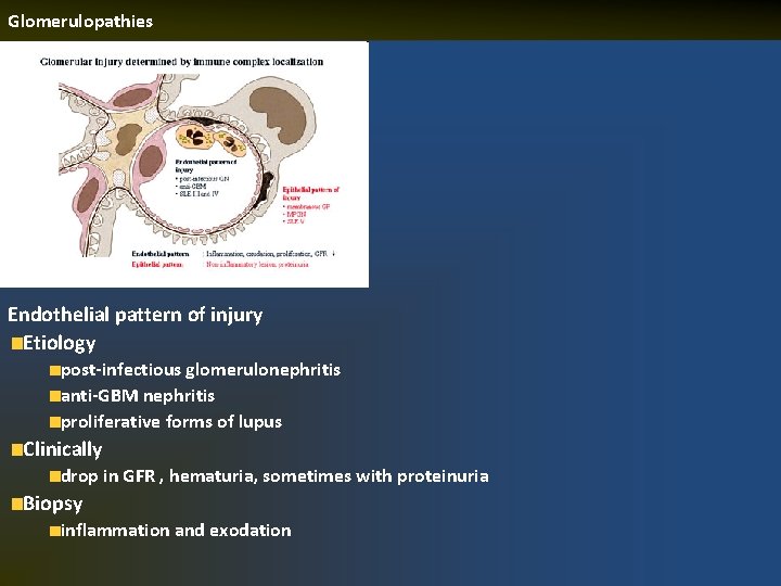 Glomerulopathies Endothelial pattern of injury Etiology post-infectious glomerulonephritis anti-GBM nephritis proliferative forms of lupus