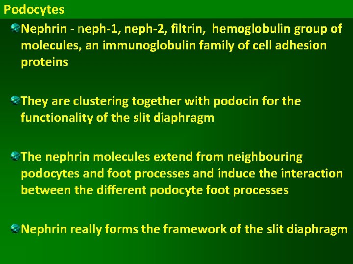 Podocytes Nephrin - neph-1, neph-2, filtrin, hemoglobulin group of molecules, an immunoglobulin family of