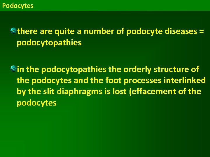 Podocytes there are quite a number of podocyte diseases = podocytopathies in the podocytopathies