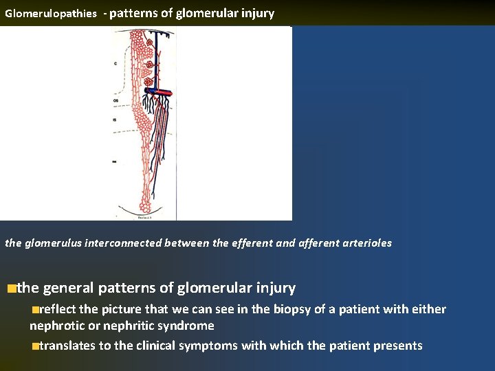 Glomerulopathies - patterns of glomerular injury the glomerulus interconnected between the efferent and afferent