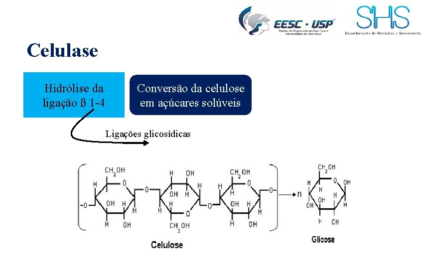 Celulase Hidrólise da ligação ß 1 -4 Conversão da celulose em açúcares solúveis Ligações