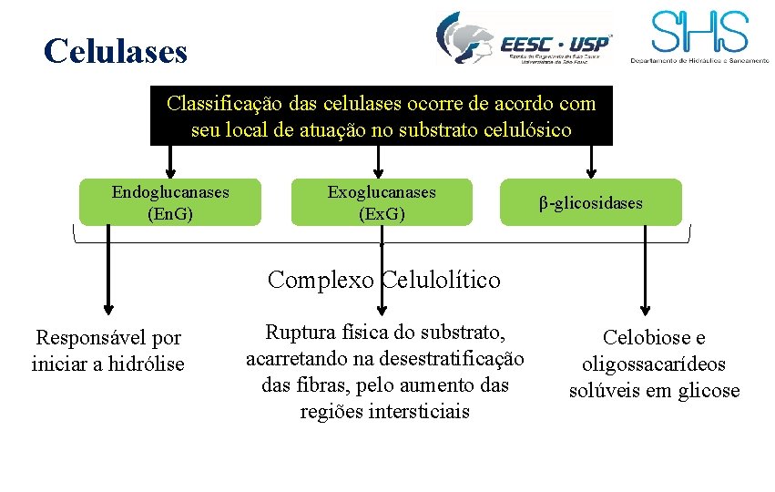 Celulases Classificação das celulases ocorre de acordo com seu local de atuação no substrato