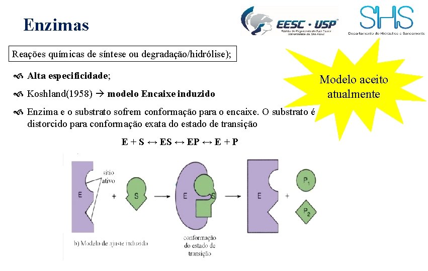 Enzimas Reações químicas de síntese ou degradação/hidrólise); Alta especificidade; Koshland(1958) modelo Encaixe induzido Enzima