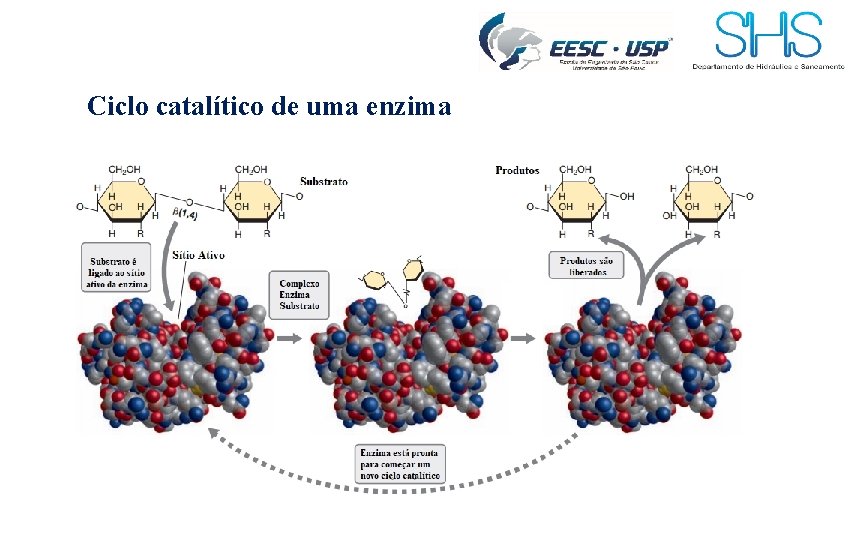 Ciclo catalítico de uma enzima 