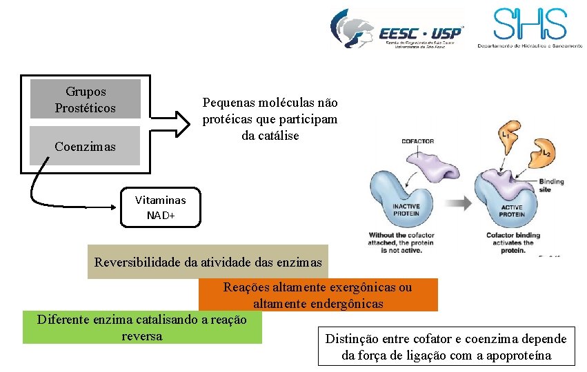 Grupos Prostéticos Pequenas moléculas não protéicas que participam da catálise Coenzimas Vitaminas NAD+ Reversibilidade