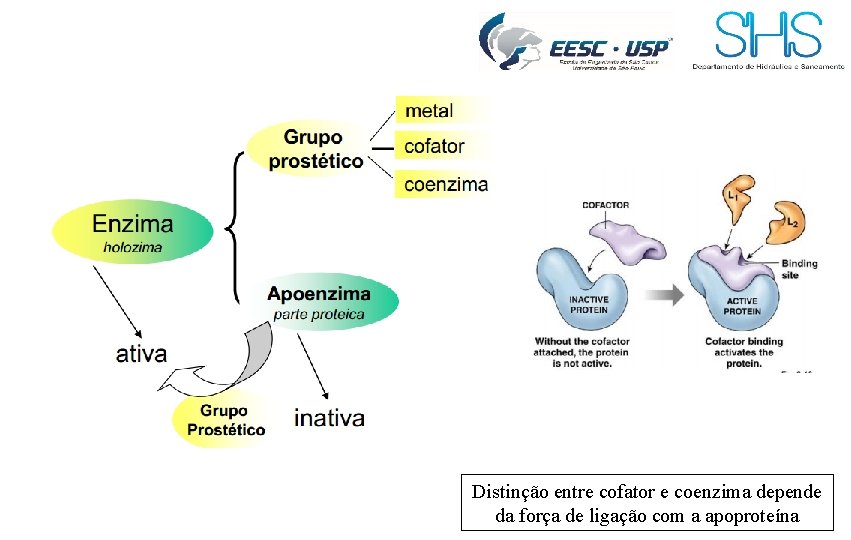 Distinção entre cofator e coenzima depende da força de ligação com a apoproteína 