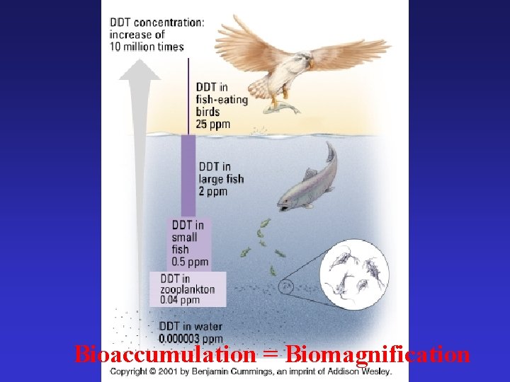 Bioaccumulation = Biomagnification 