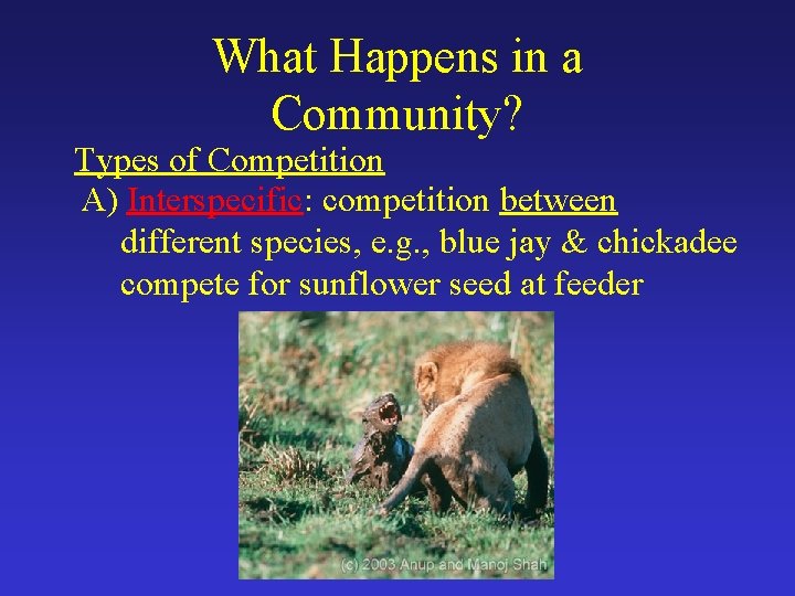 What Happens in a Community? Types of Competition A) Interspecific: competition between different species,